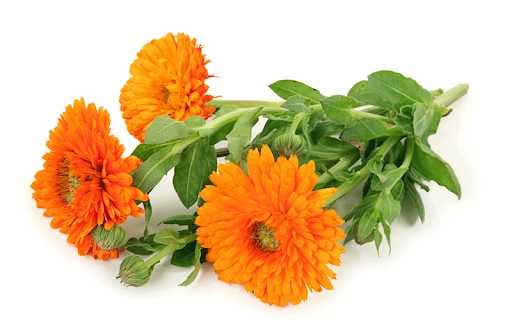 Calendula